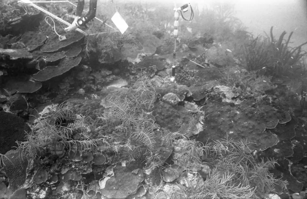 **mediaID: **10.5281/zenodo.22663465-IMG0629.png<br>**year: **1966<br>**waterBody: **Caribbean Sea<br>**country: **Jamaica<br>**county: **Saint Ann Parish, Middlesex County<br>**municipality: **Discovery Bay<br>**location: **<br>**decimalLongitude: **-77.40908<br>**decimalLatitude: **18.47322<br>**georeferenceRemarks: **Exact coordinates unknown. Inferred from site map. Coordinates precise to approximately 0.0025 degress (~250 m).<br>**mediaComments: **