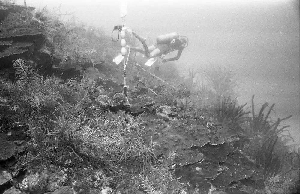 **mediaID: **10.5281/zenodo.22663465-IMG0630.png<br>**year: **1966<br>**waterBody: **Caribbean Sea<br>**country: **Jamaica<br>**county: **Saint Ann Parish, Middlesex County<br>**municipality: **Discovery Bay<br>**location: **<br>**decimalLongitude: **-77.40908<br>**decimalLatitude: **18.47322<br>**georeferenceRemarks: **Exact coordinates unknown. Inferred from site map. Coordinates precise to approximately 0.0025 degress (~250 m).<br>**mediaComments: **