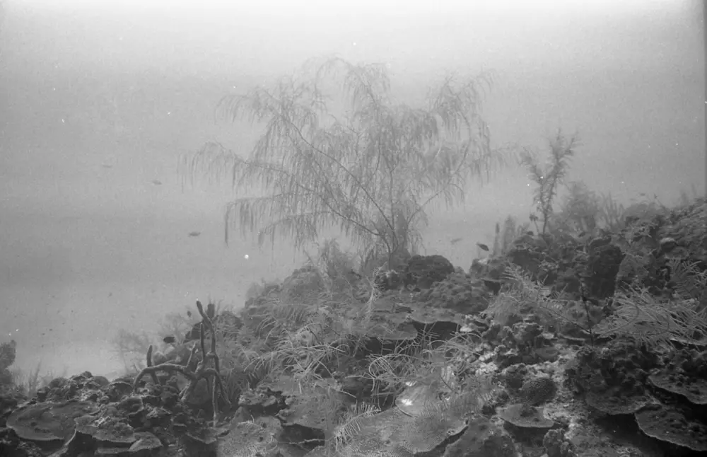 **mediaID: **10.5281/zenodo.22663465-IMG0632.png<br>**year: **1966<br>**waterBody: **Caribbean Sea<br>**country: **Jamaica<br>**county: **Saint Ann Parish, Middlesex County<br>**municipality: **Discovery Bay<br>**location: **<br>**decimalLongitude: **-77.40908<br>**decimalLatitude: **18.47322<br>**georeferenceRemarks: **Exact coordinates unknown. Inferred from site map. Coordinates precise to approximately 0.0025 degress (~250 m).<br>**mediaComments: **