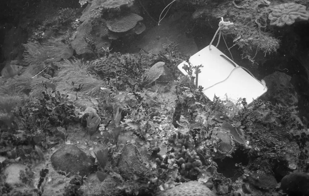 **mediaID: **10.5281/zenodo.22663465-IMG0701.png<br>**year: **1966<br>**waterBody: **Caribbean Sea<br>**country: **Jamaica<br>**county: **Saint Ann Parish, Middlesex County<br>**municipality: **Discovery Bay<br>**location: **<br>**decimalLongitude: **-77.334<br>**decimalLatitude: **18.467<br>**georeferenceRemarks: **Exact coordinates unknown. Inferred from site map. Coordinates precise to approximately 0.0025 degress (~250 m).<br>**mediaComments: **