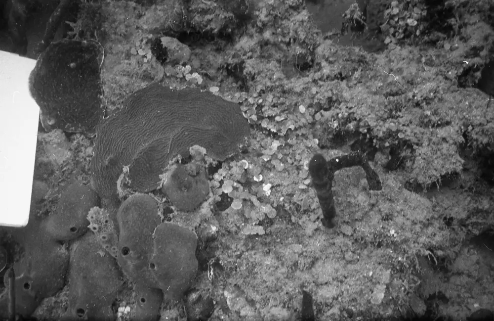 **mediaID: **10.5281/zenodo.22663465-IMG0718.png<br>**year: **1966<br>**waterBody: **Caribbean Sea<br>**country: **Jamaica<br>**county: **Saint Ann Parish, Middlesex County<br>**municipality: **Discovery Bay<br>**location: **<br>**decimalLongitude: **-77.334<br>**decimalLatitude: **18.467<br>**georeferenceRemarks: **Exact coordinates unknown. Inferred from site map. Coordinates precise to approximately 0.0025 degress (~250 m).<br>**mediaComments: **