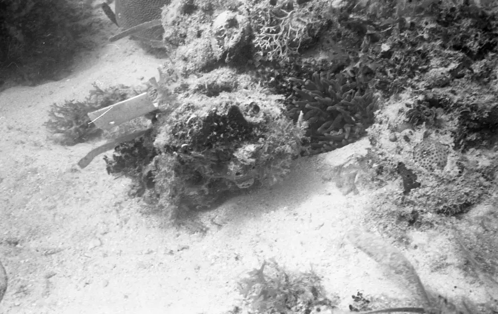 **mediaID: **10.5281/zenodo.22663465-IMG0721.png<br>**year: **1966<br>**waterBody: **Caribbean Sea<br>**country: **Jamaica<br>**county: **Saint Ann Parish, Middlesex County<br>**municipality: **Discovery Bay<br>**location: **<br>**decimalLongitude: **-77.40268<br>**decimalLatitude: **18.46868<br>**georeferenceRemarks: **Exact coordinates unknown. Inferred from site map. Coordinates precise to approximately 0.0025 degress (~250 m).<br>**mediaComments: **