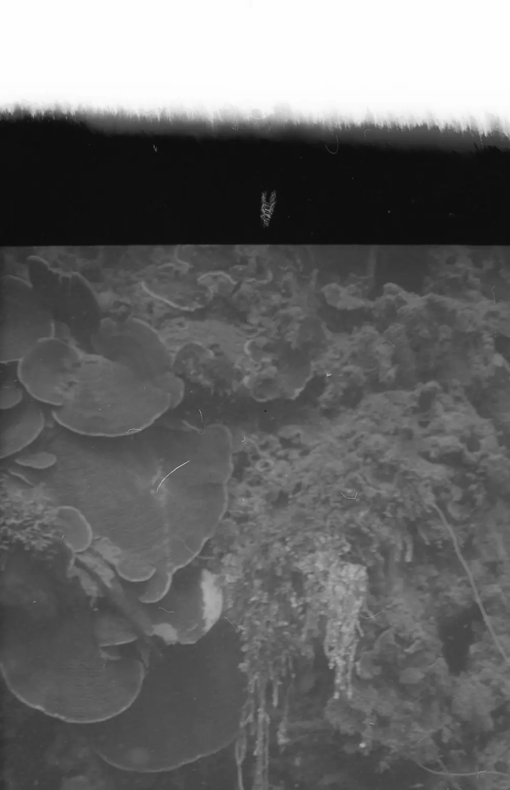 **mediaID: **10.5281/zenodo.22663465-IMG0725.png<br>**year: **1966<br>**waterBody: **Caribbean Sea<br>**country: **Jamaica<br>**county: **Saint Ann Parish, Middlesex County<br>**municipality: **Discovery Bay<br>**location: **<br>**decimalLongitude: **-77.334<br>**decimalLatitude: **18.467<br>**georeferenceRemarks: **Exact coordinates unknown. Inferred from site map. Coordinates precise to approximately 0.0025 degress (~250 m).<br>**mediaComments: **
