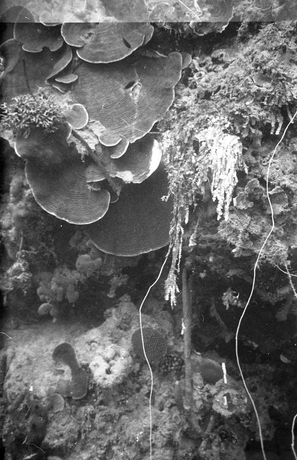 **mediaID: **10.5281/zenodo.22663465-IMG0727.png<br>**year: **1966<br>**waterBody: **Caribbean Sea<br>**country: **Jamaica<br>**county: **Saint Ann Parish, Middlesex County<br>**municipality: **Discovery Bay<br>**location: **<br>**decimalLongitude: **-77.334<br>**decimalLatitude: **18.467<br>**georeferenceRemarks: **Exact coordinates unknown. Inferred from site map. Coordinates precise to approximately 0.0025 degress (~250 m).<br>**mediaComments: **