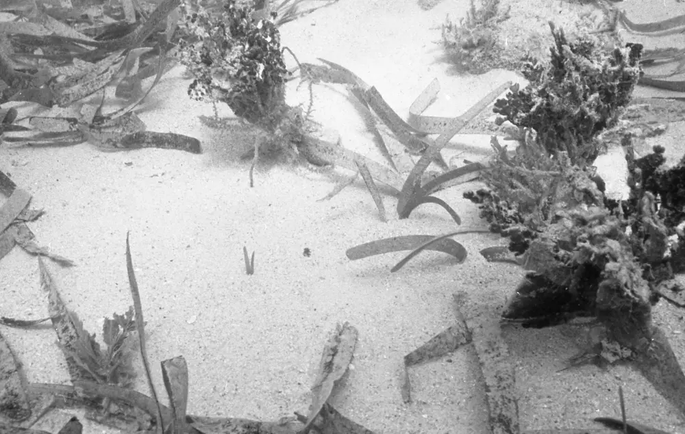 **mediaID: **10.5281/zenodo.22663465-IMG0732.png<br>**year: **1966<br>**waterBody: **Caribbean Sea<br>**country: **Jamaica<br>**county: **Saint Ann Parish, Middlesex County<br>**municipality: **Discovery Bay<br>**location: **<br>**decimalLongitude: **-77.40268<br>**decimalLatitude: **18.46868<br>**georeferenceRemarks: **Exact coordinates unknown. Inferred from site map. Coordinates precise to approximately 0.0025 degress (~250 m).<br>**mediaComments: **
