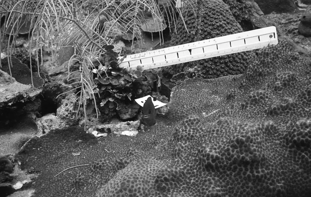 **mediaID: **10.5281/zenodo.22663465-IMG0738.png<br>**year: **1966<br>**waterBody: **Caribbean Sea<br>**country: **Jamaica<br>**county: **Saint Ann Parish, Middlesex County<br>**municipality: **Discovery Bay<br>**location: **<br>**decimalLongitude: **-77.40908<br>**decimalLatitude: **18.47322<br>**georeferenceRemarks: **Exact coordinates unknown. Inferred from site map. Coordinates precise to approximately 0.0025 degress (~250 m).<br>**mediaComments: **
