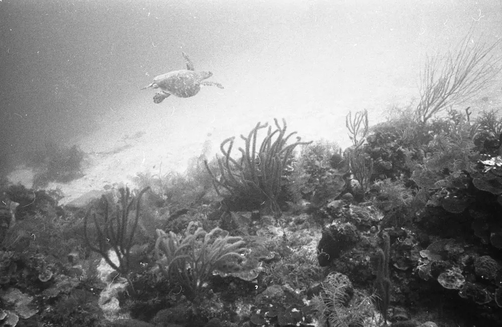 **mediaID: **10.5281/zenodo.22663465-IMG0755.png<br>**year: **1966<br>**waterBody: **Caribbean Sea<br>**country: **Jamaica<br>**county: **Saint Ann Parish, Middlesex County<br>**municipality: **Discovery Bay<br>**location: **<br>**decimalLongitude: **-77.40908<br>**decimalLatitude: **18.47322<br>**georeferenceRemarks: **Exact coordinates unknown. Inferred from site map. Coordinates precise to approximately 0.0025 degress (~250 m).<br>**mediaComments: **