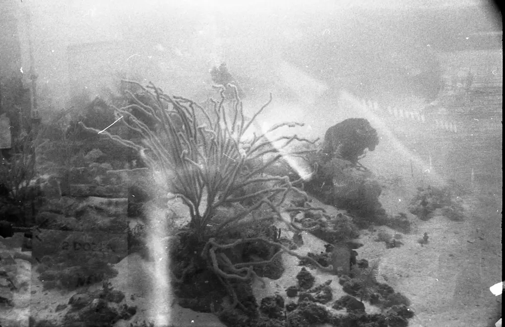 **mediaID: **10.5281/zenodo.22663465-IMG0777.png<br>**year: **1966<br>**waterBody: **Caribbean Sea<br>**country: **Jamaica<br>**county: **Saint Ann Parish, Middlesex County<br>**municipality: **Discovery Bay<br>**location: **<br>**decimalLongitude: **-77.40908<br>**decimalLatitude: **18.47322<br>**georeferenceRemarks: **Exact coordinates unknown. Inferred from site map. Coordinates precise to approximately 0.0025 degress (~250 m).<br>**mediaComments: **
