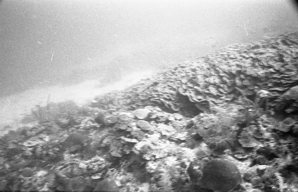 **mediaID: **10.5281/zenodo.22663465-IMG0804.png<br>**year: **1966<br>**waterBody: **Caribbean Sea<br>**country: **Jamaica<br>**county: **Saint Ann Parish, Middlesex County<br>**municipality: **Discovery Bay<br>**location: **<br>**decimalLongitude: **-77.38917<br>**decimalLatitude: **18.46917<br>**georeferenceRemarks: **Exact coordinates unknown. Inferred from site map. Coordinates precise to approximately 0.0025 degress (~250 m).<br>**mediaComments: **