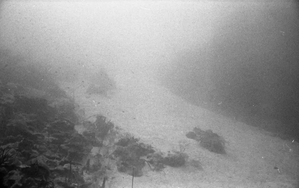 **mediaID: **10.5281/zenodo.22663465-IMG0806.png<br>**year: **1966<br>**waterBody: **Caribbean Sea<br>**country: **Jamaica<br>**county: **Saint Ann Parish, Middlesex County<br>**municipality: **Discovery Bay<br>**location: **<br>**decimalLongitude: **-77.38917<br>**decimalLatitude: **18.46917<br>**georeferenceRemarks: **Exact coordinates unknown. Inferred from site map. Coordinates precise to approximately 0.0025 degress (~250 m).<br>**mediaComments: **