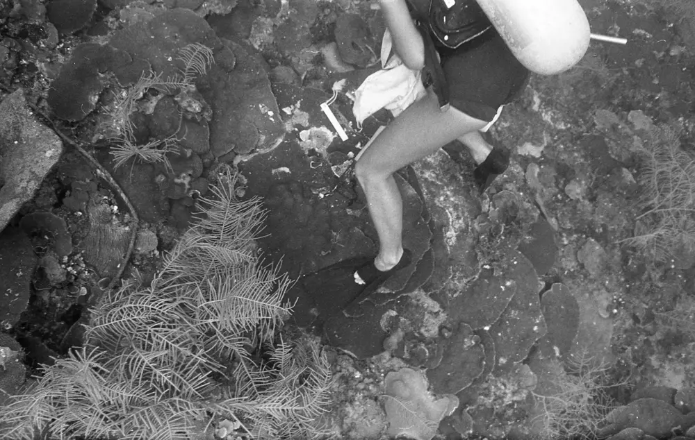 **mediaID: **10.5281/zenodo.22663465-IMG0915.png<br>**year: **1966<br>**waterBody: **Caribbean Sea<br>**country: **Jamaica<br>**county: **Saint Ann Parish, Middlesex County<br>**municipality: **Discovery Bay<br>**location: **<br>**decimalLongitude: **-77.41017<br>**decimalLatitude: **18.47367<br>**georeferenceRemarks: **Exact coordinates unknown. Inferred from site map. Coordinates precise to approximately 0.0025 degress (~250 m).<br>**mediaComments: **