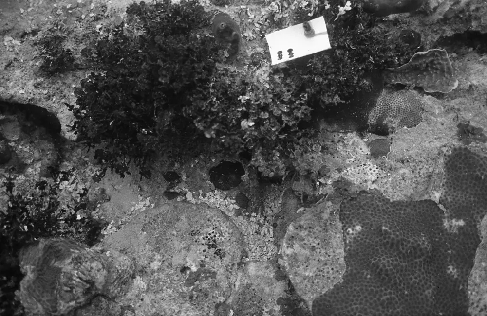 **mediaID: **10.5281/zenodo.22663465-IMG1224.png<br>**year: **1966<br>**waterBody: **Caribbean Sea<br>**country: **Jamaica<br>**county: **Saint Ann Parish, Middlesex County<br>**municipality: **Discovery Bay<br>**location: **<br>**decimalLongitude: **-77.40908<br>**decimalLatitude: **18.47322<br>**georeferenceRemarks: **Exact coordinates unknown. Inferred from site map. Coordinates precise to approximately 0.0025 degress (~250 m).<br>**mediaComments: **