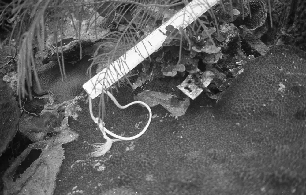 **mediaID: **10.5281/zenodo.22663465-IMG1228.png<br>**year: **1966<br>**waterBody: **Caribbean Sea<br>**country: **Jamaica<br>**county: **Saint Ann Parish, Middlesex County<br>**municipality: **Discovery Bay<br>**location: **<br>**decimalLongitude: **-77.40908<br>**decimalLatitude: **18.47322<br>**georeferenceRemarks: **Exact coordinates unknown. Inferred from site map. Coordinates precise to approximately 0.0025 degress (~250 m).<br>**mediaComments: **