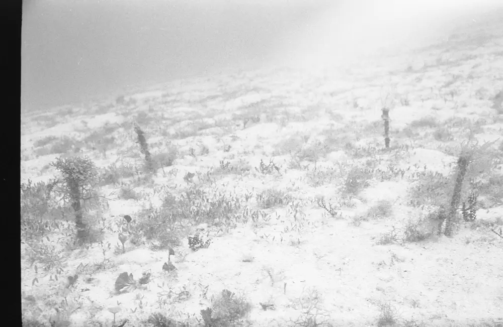 **mediaID: **10.5281/zenodo.22663465-IMG1242.png<br>**year: **1967<br>**waterBody: **Caribbean Sea<br>**country: **Jamaica<br>**county: **Saint Ann Parish, Middlesex County<br>**municipality: **Discovery Bay<br>**location: **<br>**decimalLongitude: **-77.414<br>**decimalLatitude: **18.473<br>**georeferenceRemarks: **Exact coordinates unknown. Inferred from site map. Coordinates precise to approximately 0.0025 degress (~250 m).<br>**mediaComments: **