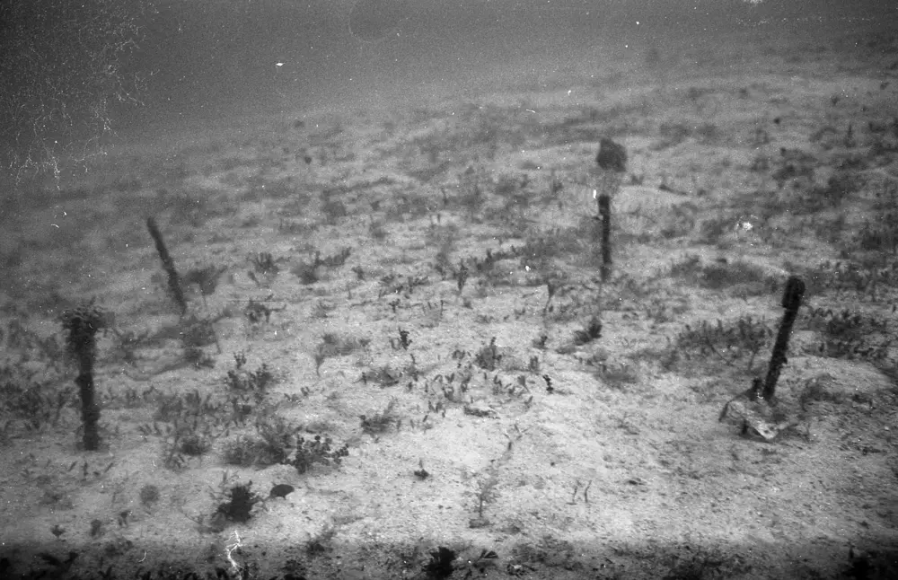 **mediaID: **10.5281/zenodo.22663465-IMG1247.png<br>**year: **1967<br>**waterBody: **Caribbean Sea<br>**country: **Jamaica<br>**county: **Saint Ann Parish, Middlesex County<br>**municipality: **Discovery Bay<br>**location: **<br>**decimalLongitude: **-77.414<br>**decimalLatitude: **18.473<br>**georeferenceRemarks: **Exact coordinates unknown. Inferred from site map. Coordinates precise to approximately 0.0025 degress (~250 m).<br>**mediaComments: **