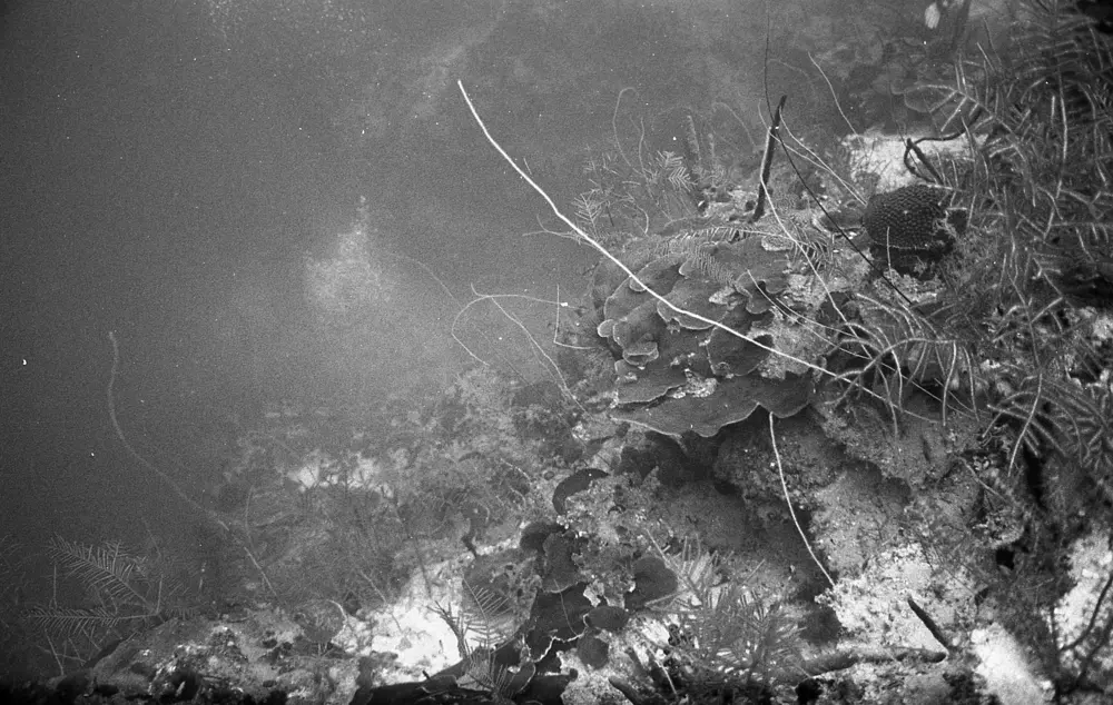 **mediaID: **10.5281/zenodo.22663465-IMG1261.png<br>**year: **1967<br>**waterBody: **Caribbean Sea<br>**country: **Jamaica<br>**county: **Saint Ann Parish, Middlesex County<br>**municipality: **Discovery Bay<br>**location: **<br>**decimalLongitude: **-77.40908<br>**decimalLatitude: **18.47325<br>**georeferenceRemarks: **Exact coordinates unknown. Inferred from site map. Coordinates precise to approximately 0.0025 degress (~250 m).<br>**mediaComments: **