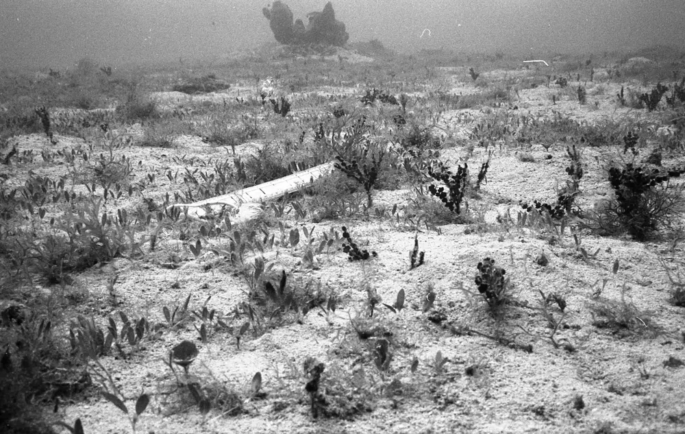 **mediaID: **10.5281/zenodo.22663465-IMG1274.png<br>**year: **1967<br>**waterBody: **Caribbean Sea<br>**country: **Jamaica<br>**county: **Saint Ann Parish, Middlesex County<br>**municipality: **Discovery Bay<br>**location: **<br>**decimalLongitude: **-77.414<br>**decimalLatitude: **18.473<br>**georeferenceRemarks: **Exact coordinates unknown. Inferred from site map. Coordinates precise to approximately 0.0025 degress (~250 m).<br>**mediaComments: **