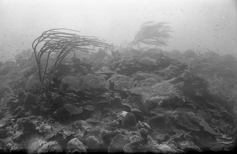**mediaID: **10.5281/zenodo.22663465-IMG1293.png<br>**year: **1967<br>**waterBody: **Caribbean Sea<br>**country: **Jamaica<br>**county: **Saint Ann Parish, Middlesex County<br>**municipality: **Discovery Bay<br>**location: **<br>**decimalLongitude: **-77.40908<br>**decimalLatitude: **18.47322<br>**georeferenceRemarks: **Exact coordinates unknown. Inferred from site map. Coordinates precise to approximately 0.0025 degress (~250 m).<br>**mediaComments: **