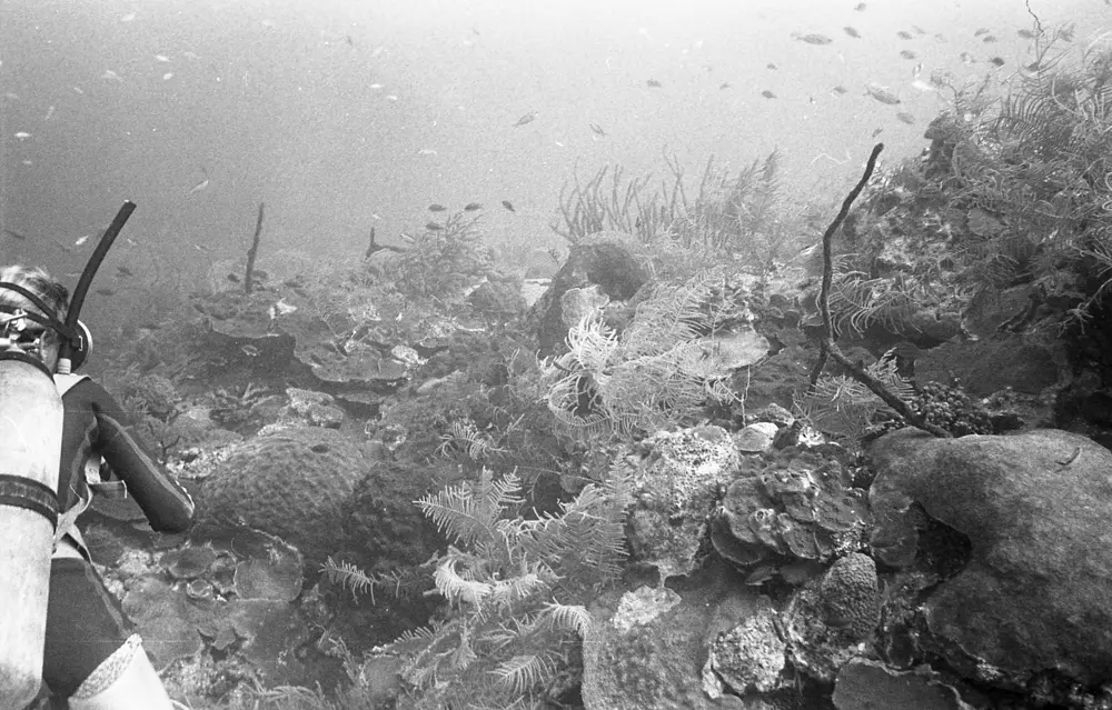 **mediaID: **10.5281/zenodo.22663465-IMG1295.png<br>**year: **1967<br>**waterBody: **Caribbean Sea<br>**country: **Jamaica<br>**county: **Saint Ann Parish, Middlesex County<br>**municipality: **Discovery Bay<br>**location: **<br>**decimalLongitude: **-77.40908<br>**decimalLatitude: **18.47322<br>**georeferenceRemarks: **Exact coordinates unknown. Inferred from site map. Coordinates precise to approximately 0.0025 degress (~250 m).<br>**mediaComments: **