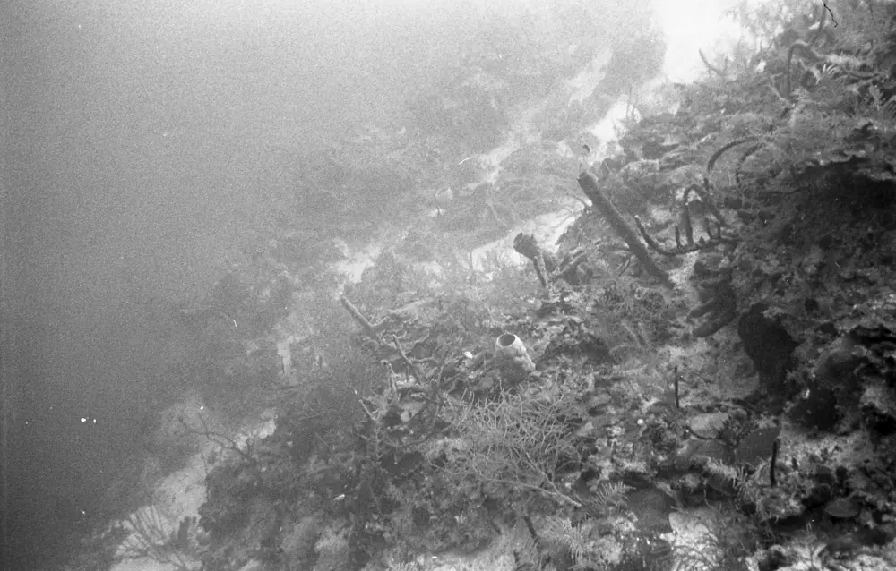 **mediaID: **10.5281/zenodo.22663465-IMG1309.png<br>**year: **1967<br>**waterBody: **Caribbean Sea<br>**country: **Jamaica<br>**county: **Saint Ann Parish, Middlesex County<br>**municipality: **Discovery Bay<br>**location: **<br>**decimalLongitude: **-77.40908<br>**decimalLatitude: **18.47325<br>**georeferenceRemarks: **Exact coordinates unknown. Inferred from site map. Coordinates precise to approximately 0.0025 degress (~250 m).<br>**mediaComments: **