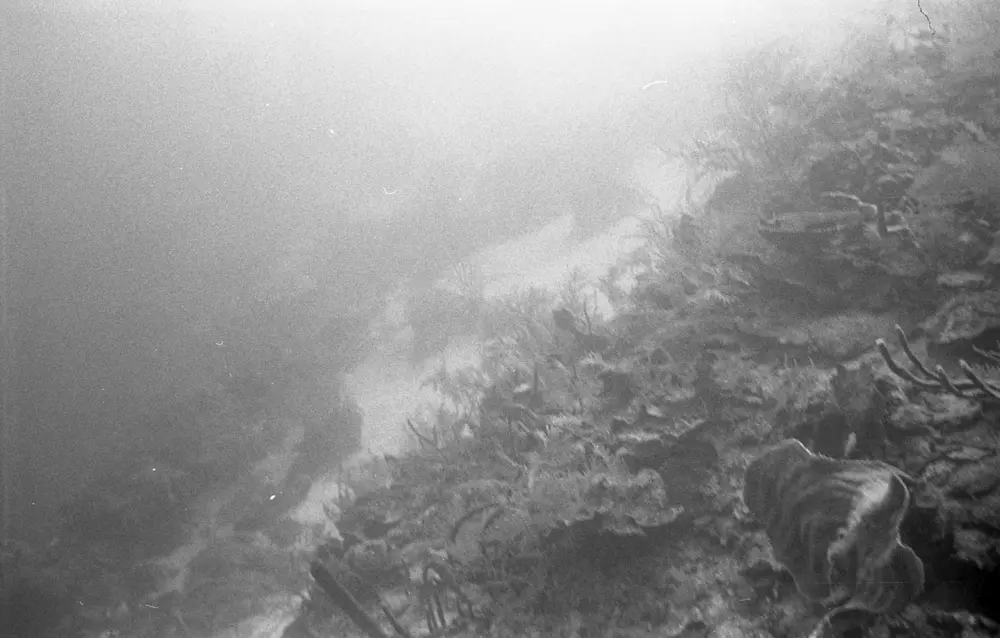 **mediaID: **10.5281/zenodo.22663465-IMG1310.png<br>**year: **1967<br>**waterBody: **Caribbean Sea<br>**country: **Jamaica<br>**county: **Saint Ann Parish, Middlesex County<br>**municipality: **Discovery Bay<br>**location: **<br>**decimalLongitude: **-77.40908<br>**decimalLatitude: **18.47325<br>**georeferenceRemarks: **Exact coordinates unknown. Inferred from site map. Coordinates precise to approximately 0.0025 degress (~250 m).<br>**mediaComments: **