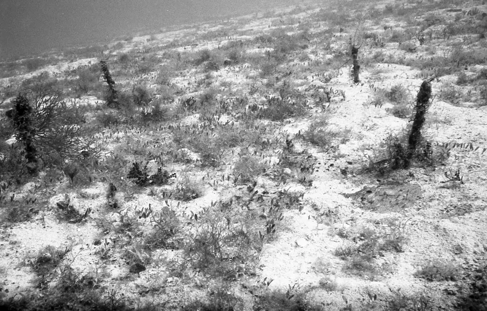 **mediaID: **10.5281/zenodo.22663465-IMG1349.png<br>**year: **1967<br>**waterBody: **Caribbean Sea<br>**country: **Jamaica<br>**county: **Saint Ann Parish, Middlesex County<br>**municipality: **Discovery Bay<br>**location: **<br>**decimalLongitude: **-77.414<br>**decimalLatitude: **18.473<br>**georeferenceRemarks: **Exact coordinates unknown. Inferred from site map. Coordinates precise to approximately 0.0025 degress (~250 m).<br>**mediaComments: **