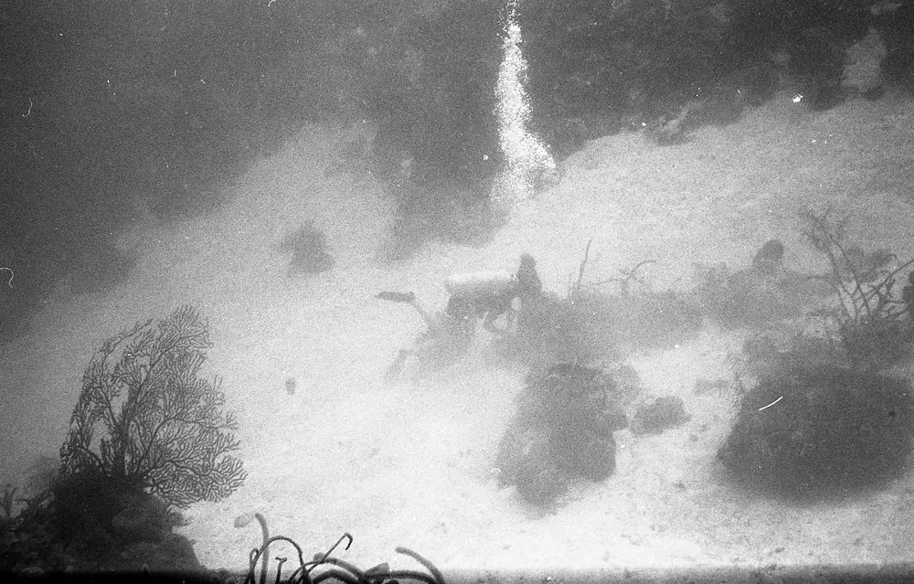 **UUID: **d022c1f2-4110-4b59-9744-44063535f469<br>**Date: **1966-07-18<br>**Location: **Jamaica | Discovery Bay | Buoy West Sand Slope<br>**Longitude: **77.41017ºW<br>**Latitude: **18.47367ºN<br>**Photographer: **Eileen Graham<br>**Copyright: **Trustees of the Natural History Museum (London, UK), CC-BY-4.0