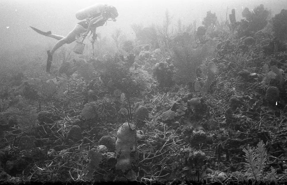 **UUID: **e28b2c56-502e-4544-8b2f-ef00c60e3dcd<br>**Date: **1966-07-24<br>**Location: **Jamaica | Discovery Bay | Upper Buoy Escarpment<br>**Longitude: **77.409ºW<br>**Latitude: **18.4726ºN<br>**Photographer: **Eileen Graham<br>**Copyright: **Trustees of the Natural History Museum (London, UK), CC-BY-4.0