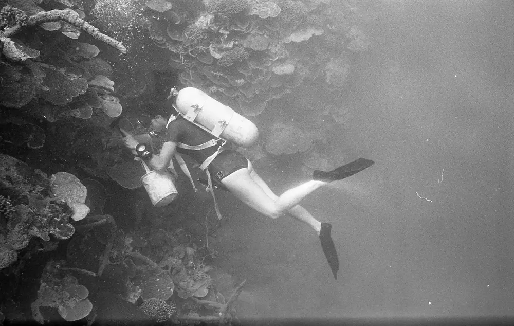 **UUID: **27e563ad-68bf-471a-a8ee-824ffb427c9b<br>**Date: **1966-08-24<br>**Location: **Jamaica | Discovery Bay | The Bull Tower<br>**Longitude: **77.38917ºW<br>**Latitude: **18.46917ºN<br>**Photographer: **Eileen Graham<br>**Copyright: **Trustees of the Natural History Museum (London, UK), CC-BY-4.0