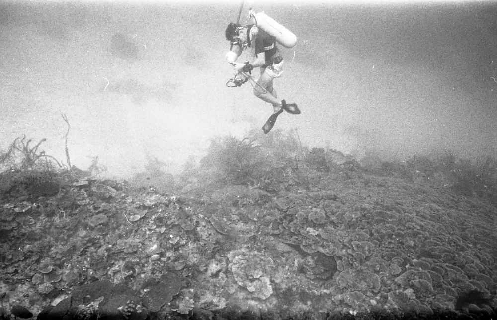 **UUID: **745d86cf-fce7-40f2-b215-90ec88b73137<br>**Date: **1966-08-25<br>**Location: **Jamaica | Discovery Bay | Buoy Upper Slope<br>**Longitude: **77.40908ºW<br>**Latitude: **18.47322ºN<br>**Photographer: **Eileen Graham<br>**Copyright: **Trustees of the Natural History Museum (London, UK), CC-BY-4.0