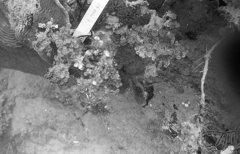 **UUID: **3a7dd1c3-ad9d-451b-b551-896d9b29c99d<br>**Date: **1968-08-03<br>**Location: **Jamaica | Discovery Bay | Pear Tree Bottom<br>**Longitude: **77.35867ºW<br>**Latitude: **18.4635ºN<br>**Photographer: **Eileen Graham<br>**Copyright: **Trustees of the Natural History Museum (London, UK), CC-BY-4.0