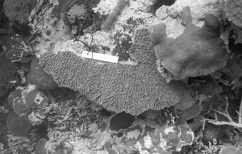 **UUID: **37cb26dc-b2f0-4821-9543-ec27347a51a5<br>**Date: **1968-08-03<br>**Location: **Jamaica | Discovery Bay | Pear Tree Bottom<br>**Longitude: **77.35867ºW<br>**Latitude: **18.4635ºN<br>**Photographer: **Eileen Graham<br>**Copyright: **Trustees of the Natural History Museum (London, UK), CC-BY-4.0
