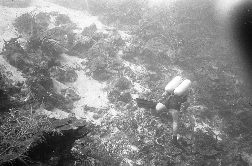 **UUID: **87cc502d-aaba-438a-9224-23b97eff415c<br>**Date: **1967-12-30<br>**Location: **Jamaica | Discovery Bay | Pinnacle 2 Slope<br>**Longitude: **77.414ºW<br>**Latitude: **18.473ºN<br>**Photographer: **Eileen Graham<br>**Copyright: **Trustees of the Natural History Museum (London, UK), CC-BY-4.0
