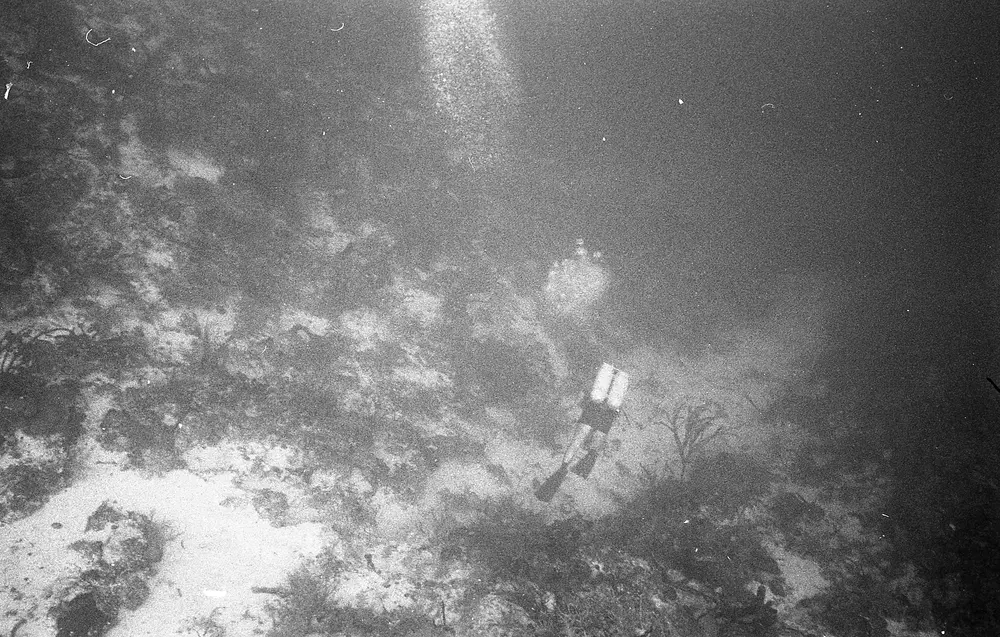 **UUID: **2eb2b7bf-7709-4db7-8ff7-8c7869097cf1<br>**Date: **1968-05-25<br>**Location: **Jamaica | Discovery Bay | Eaton Hall<br>**Longitude: **77.334ºW<br>**Latitude: **18.467ºN<br>**Photographer: **Eileen Graham<br>**Copyright: **Trustees of the Natural History Museum (London, UK), CC-BY-4.0