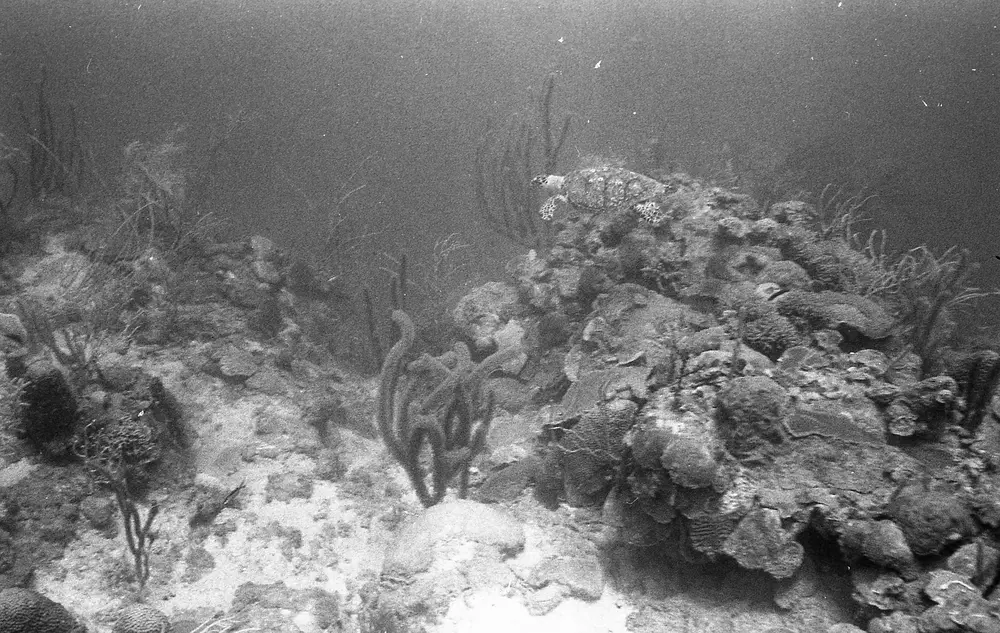 **UUID: **f98235cc-9385-4095-8b37-f5fc0dc6c5c9<br>**Date: **1968-02-06<br>**Location: **Jamaica | Discovery Bay | Pear Tree Bottom<br>**Longitude: **77.35867ºW<br>**Latitude: **18.4635ºN<br>**Photographer: **Eileen Graham<br>**Copyright: **Trustees of the Natural History Museum (London, UK), CC-BY-4.0