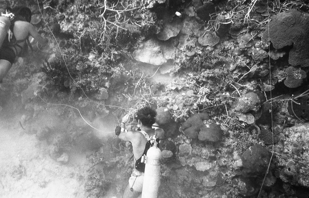 **UUID: **ad03d9d8-8891-455c-bfa2-ba6b68468d89<br>**Date: **1968-07-21<br>**Location: **Jamaica | Discovery Bay | Lyntons Mine Escarpment<br>**Longitude: **77.41ºW<br>**Latitude: **18.4728ºN<br>**Photographer: **Eileen Graham<br>**Copyright: **Trustees of the Natural History Museum (London, UK), CC-BY-4.0
