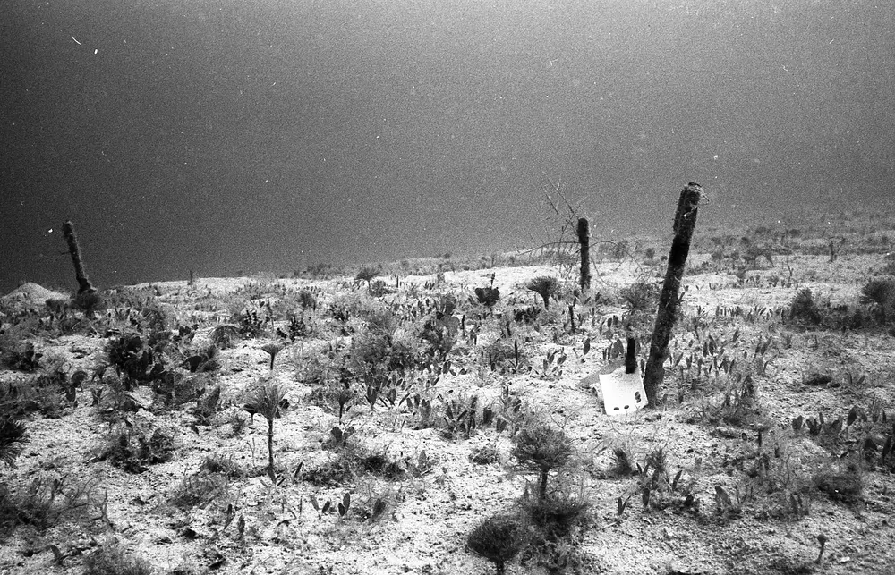 **UUID: **ed4b2f1a-2b38-440e-9dcf-443e024e673b<br>**Date: **1966-08-26<br>**Location: **Jamaica | Discovery Bay | Algal Plots<br>**Longitude: **77.414ºW<br>**Latitude: **18.473ºN<br>**Photographer: **Eileen Graham<br>**Copyright: **Trustees of the Natural History Museum (London, UK), CC-BY-4.0