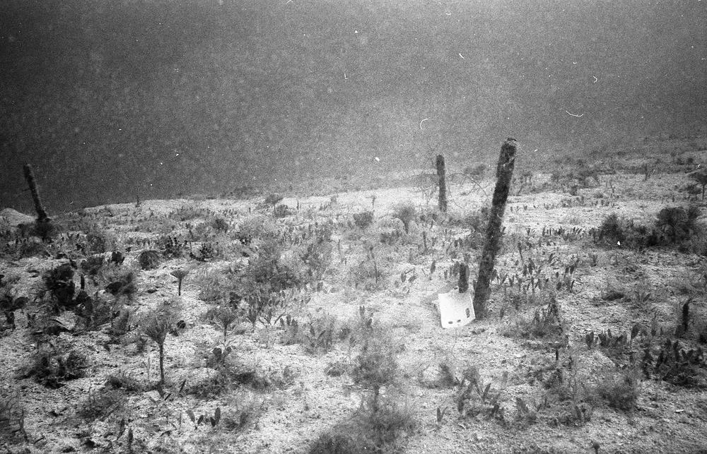 **UUID: **b31eed80-a7d9-454c-91ae-21f68ee55997<br>**Date: **1966-08-26<br>**Location: **Jamaica | Discovery Bay | Algal Plots<br>**Longitude: **77.414ºW<br>**Latitude: **18.473ºN<br>**Photographer: **Eileen Graham<br>**Copyright: **Trustees of the Natural History Museum (London, UK), CC-BY-4.0