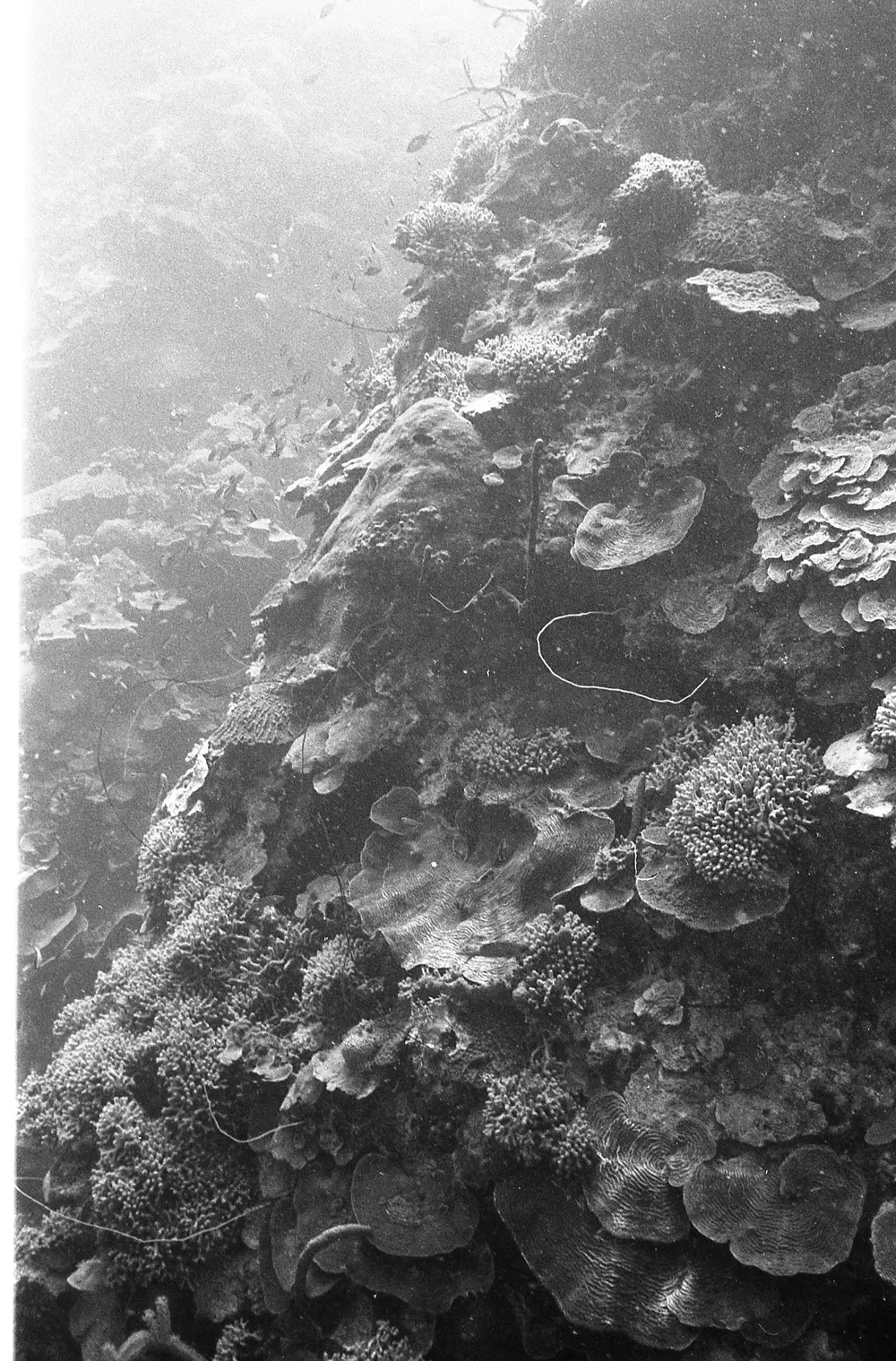 **UUID: **b666a7aa-2b62-4b71-9d15-958b78df1c34<br>**Date: **NA<br>**Location: **Jamaica | Discovery Bay | Pear Tree Bottom<br>**Longitude: **77.35867ºW<br>**Latitude: **18.4635ºN<br>**Photographer: **Eileen Graham<br>**Copyright: **Trustees of the Natural History Museum (London, UK), CC-BY-4.0