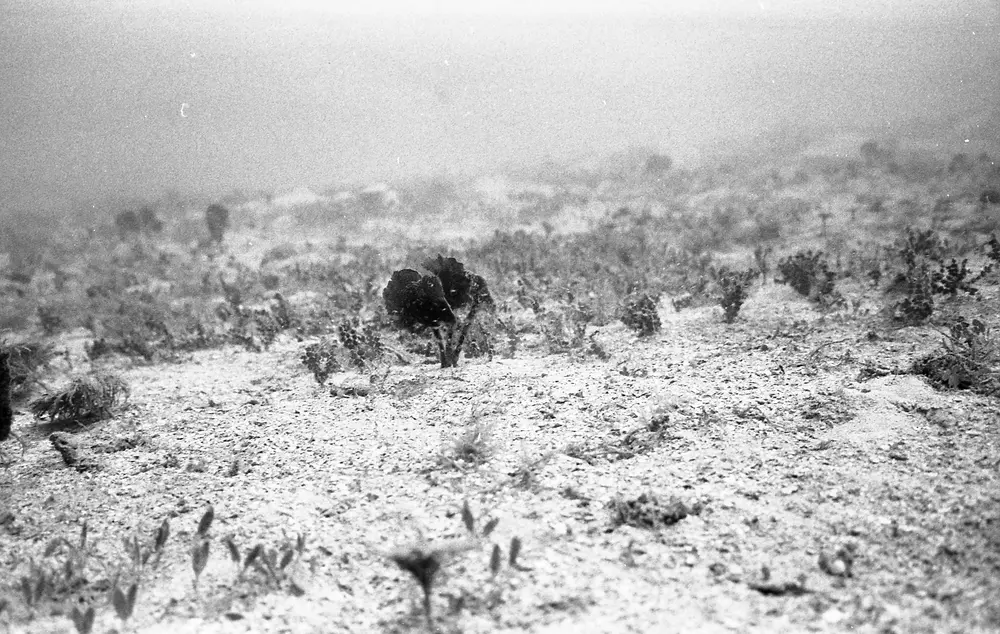 **UUID: **6eec38ce-4fa7-4b34-8321-6ece1c1ccf10<br>**Date: **1967-07-08<br>**Location: **Jamaica | Discovery Bay | Rendezvous de Terrier<br>**Longitude: **76.886ºW<br>**Latitude: **18.399ºN<br>**Photographer: **Eileen Graham<br>**Copyright: **Trustees of the Natural History Museum (London, UK), CC-BY-4.0