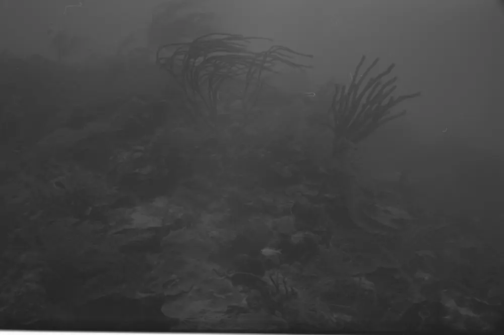 **UUID: **6606676e-9b9a-47f3-ab15-0385cc311abf<br>**Date: **1966-04-27<br>**Location: **Jamaica | Discovery Bay | Buoy Upper Slope<br>**Longitude: **77.40908ºW<br>**Latitude: **18.47322ºN<br>**Photographer: **Eileen Graham<br>**Copyright: **Trustees of the Natural History Museum (London, UK), CC-BY-4.0