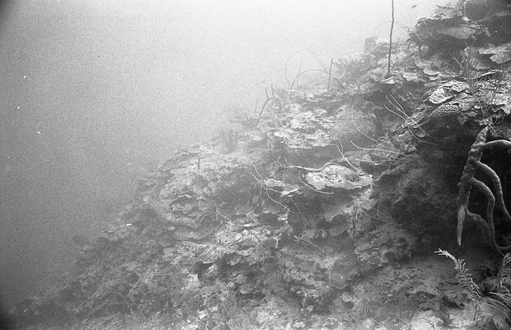 **UUID: **94253d22-1959-4233-97d6-01708b563b3d<br>**Date: **1967-10-29<br>**Location: **Jamaica | Discovery Bay | West Bull<br>**Longitude: **77.39ºW<br>**Latitude: **18.47167ºN<br>**Photographer: **Eileen Graham<br>**Copyright: **Trustees of the Natural History Museum (London, UK), CC-BY-4.0