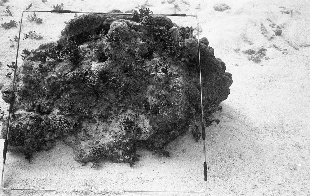 **UUID: **6a52badb-2a28-420f-8c6d-04e5f779795e<br>**Date: **1968-01-18<br>**Location: **Jamaica | Discovery Bay | Algal Plots<br>**Longitude: **77.414ºW<br>**Latitude: **18.473ºN<br>**Photographer: **Eileen Graham<br>**Copyright: **Trustees of the Natural History Museum (London, UK), CC-BY-4.0