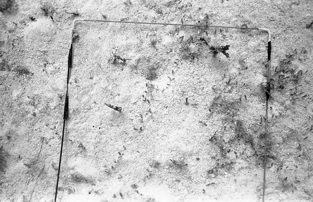**UUID: **f35aff1e-e3a7-488e-93f1-0ef1cf6027b7<br>**Date: **1968-01-20<br>**Location: **Jamaica | Discovery Bay | Algal Plots<br>**Longitude: **77.414ºW<br>**Latitude: **18.473ºN<br>**Photographer: **Eileen Graham<br>**Copyright: **Trustees of the Natural History Museum (London, UK), CC-BY-4.0