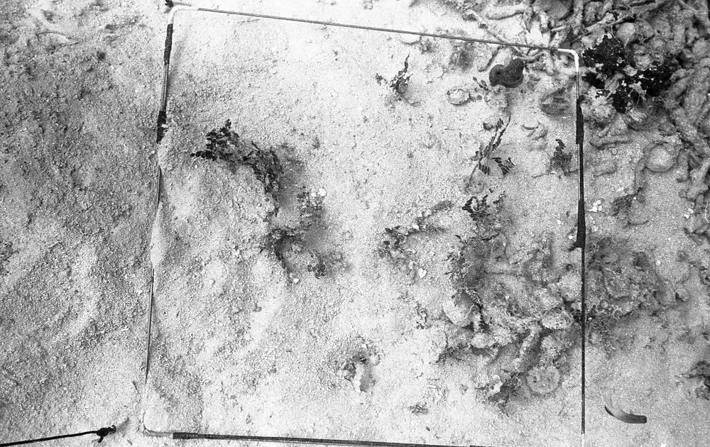 **UUID: **e1b3b51a-c851-4bbf-917f-88d1f036b3ff<br>**Date: **1968-01-20<br>**Location: **Jamaica | Discovery Bay | Algal Plots<br>**Longitude: **77.414ºW<br>**Latitude: **18.473ºN<br>**Photographer: **Eileen Graham<br>**Copyright: **Trustees of the Natural History Museum (London, UK), CC-BY-4.0