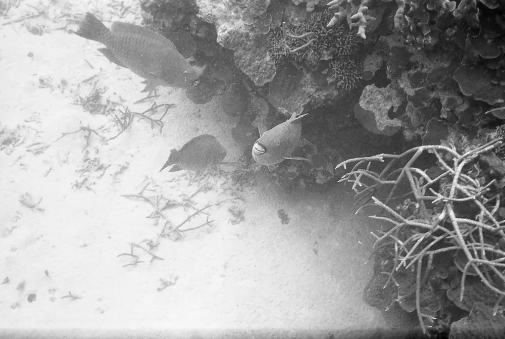 **UUID: **6ec8d11a-a30a-4c44-8eb1-d4e6eb31809c<br>**Date: **1966-05-30<br>**Location: **Jamaica | Discovery Bay | Pear Tree Bottom<br>**Longitude: **77.35867ºW<br>**Latitude: **18.4635ºN<br>**Photographer: **Eileen Graham<br>**Copyright: **Trustees of the Natural History Museum (London, UK), CC-BY-4.0