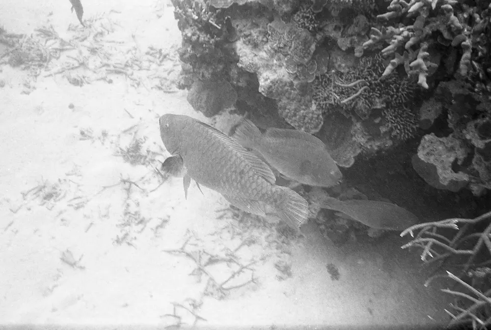 **UUID: **c971b855-0167-4e48-a2cc-0cd4ef7b808c<br>**Date: **1966-05-30<br>**Location: **Jamaica | Discovery Bay | Pear Tree Bottom<br>**Longitude: **77.35867ºW<br>**Latitude: **18.4635ºN<br>**Photographer: **Eileen Graham<br>**Copyright: **Trustees of the Natural History Museum (London, UK), CC-BY-4.0