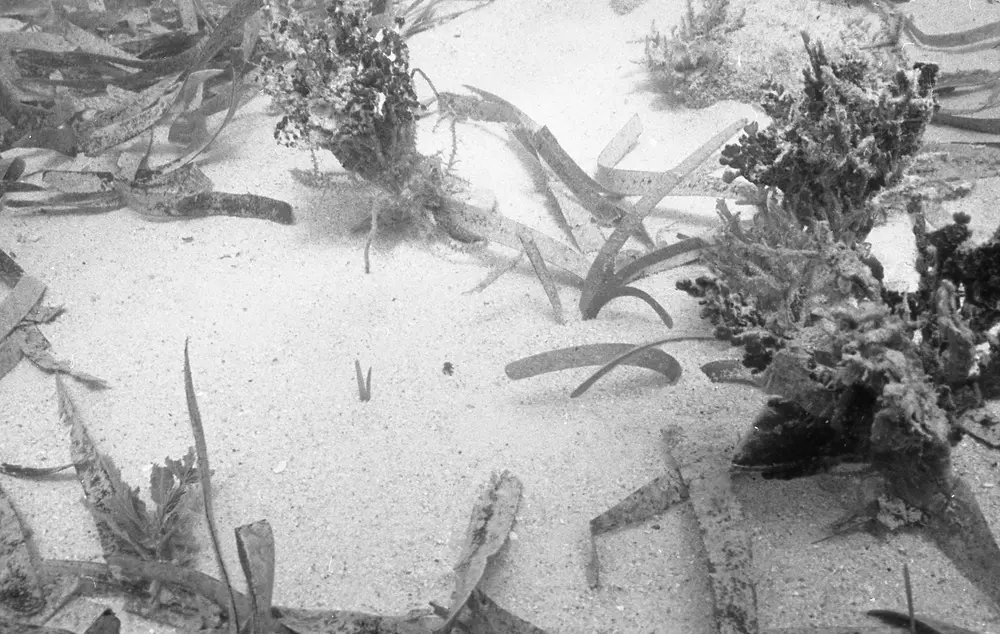 **UUID: **a7b92f98-4abb-4896-b24e-fdf6858f3ad4<br>**Date: **1966-09-14<br>**Location: **Jamaica | Discovery Bay | Discovery Bay Purden House<br>**Longitude: **77.40268ºW<br>**Latitude: **18.46868ºN<br>**Photographer: **Eileen Graham<br>**Copyright: **Trustees of the Natural History Museum (London, UK), CC-BY-4.0