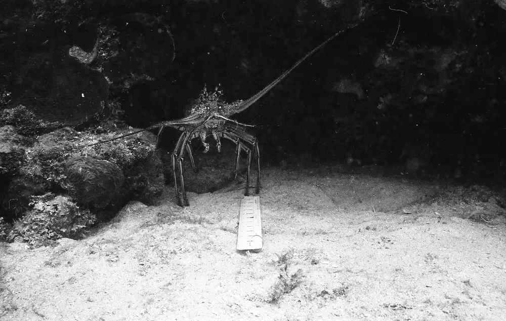 **UUID: **e4163b90-b3b4-4a9f-8ee3-55780124522d<br>**Date: **1966-08-30<br>**Location: **Jamaica | Discovery Bay | Buoy Upper Slope<br>**Longitude: **77.40908ºW<br>**Latitude: **18.47322ºN<br>**Photographer: **Eileen Graham<br>**Copyright: **Trustees of the Natural History Museum (London, UK), CC-BY-4.0