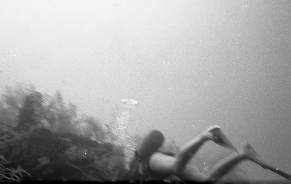 **UUID: **a48c72b9-7563-4e08-be44-f11da82ab308<br>**Date: **1966-09-14<br>**Location: **Jamaica | Discovery Bay | Buoy Upper Slope<br>**Longitude: **77.40908ºW<br>**Latitude: **18.47322ºN<br>**Photographer: **Eileen Graham<br>**Copyright: **Trustees of the Natural History Museum (London, UK), CC-BY-4.0